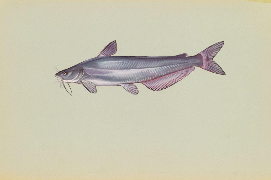 Blue Catfish