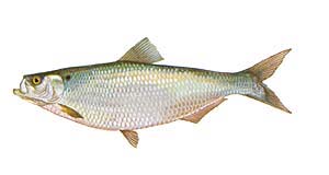 Hickory Shad Source: Raver, Duane. http://images.fws.gov. U.S. Fish and Wildlife Service.