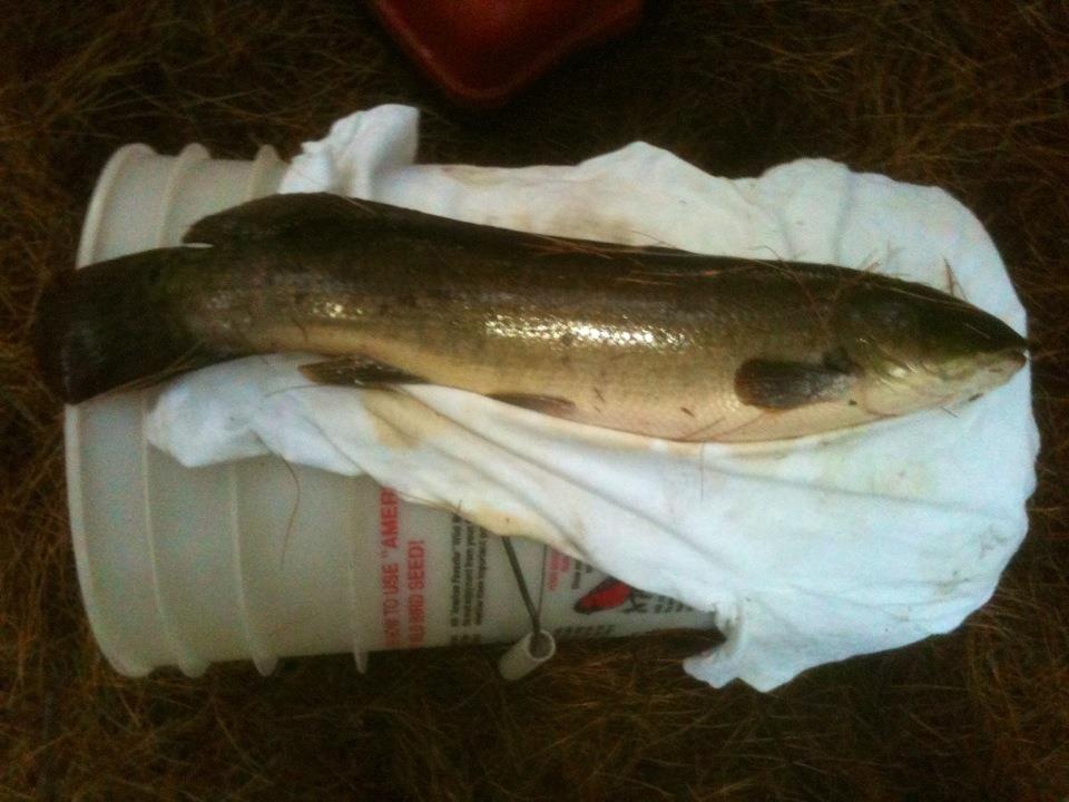 bowfin