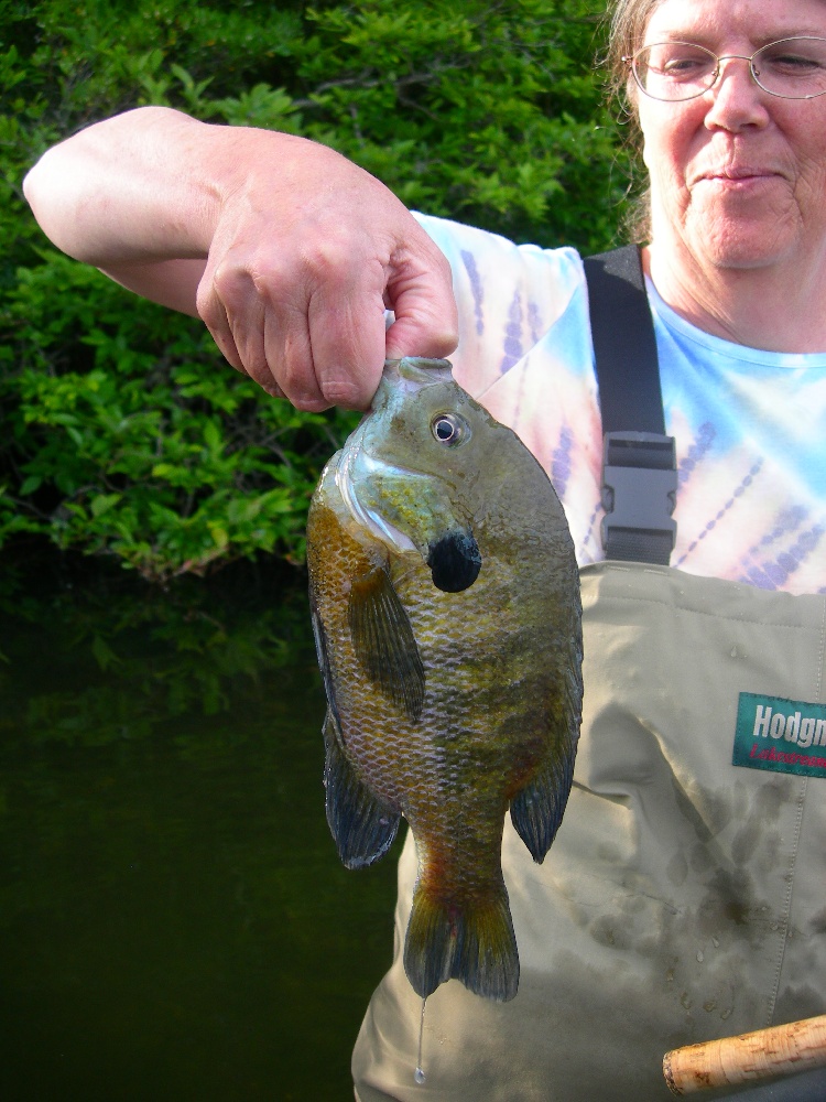 Nice Bluegill