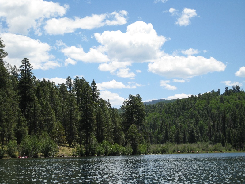 Christmas Tree Lake