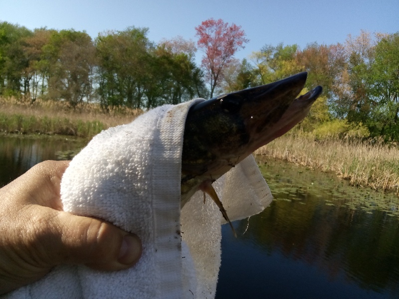 1st Pickerel of 2018